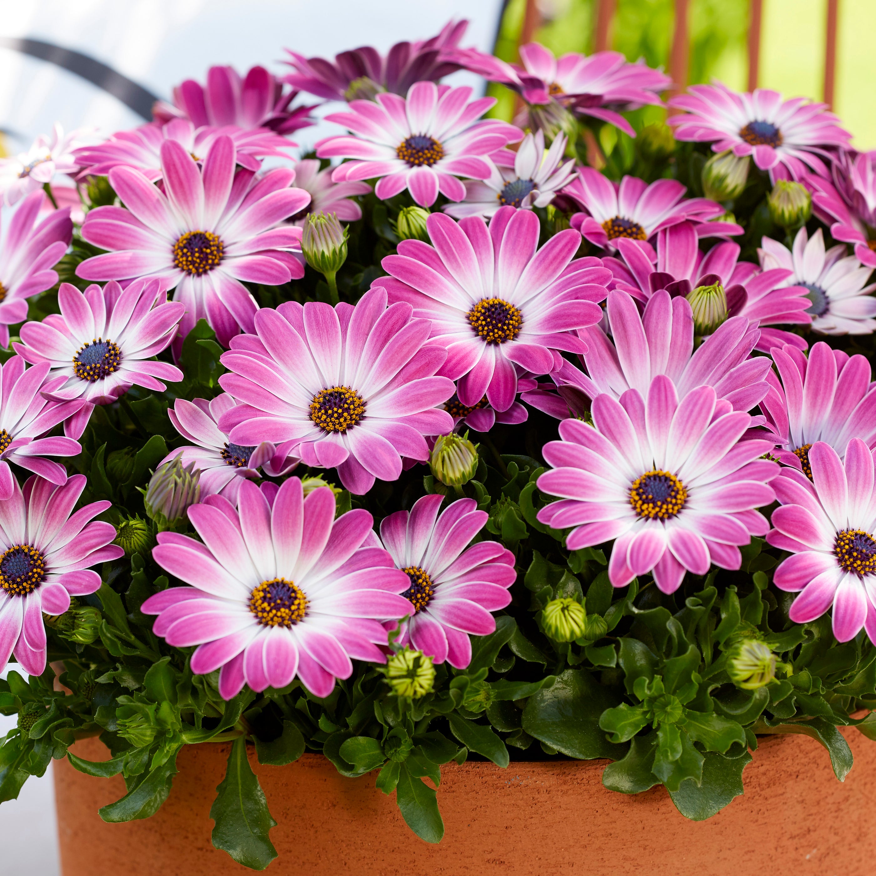 Osteospermum Senorita Pink Shades Collection (6 x 6cm) Dispatches 13 ...