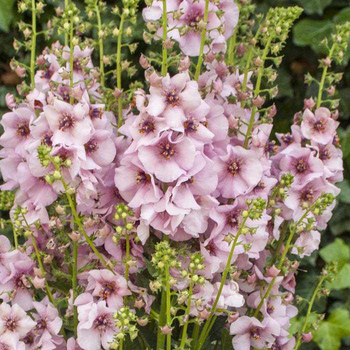 Verbascum Collection (3 x 6cm) - Plants2Gardens