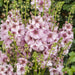 Verbascum Collection (3 x 6cm) - Plants2Gardens