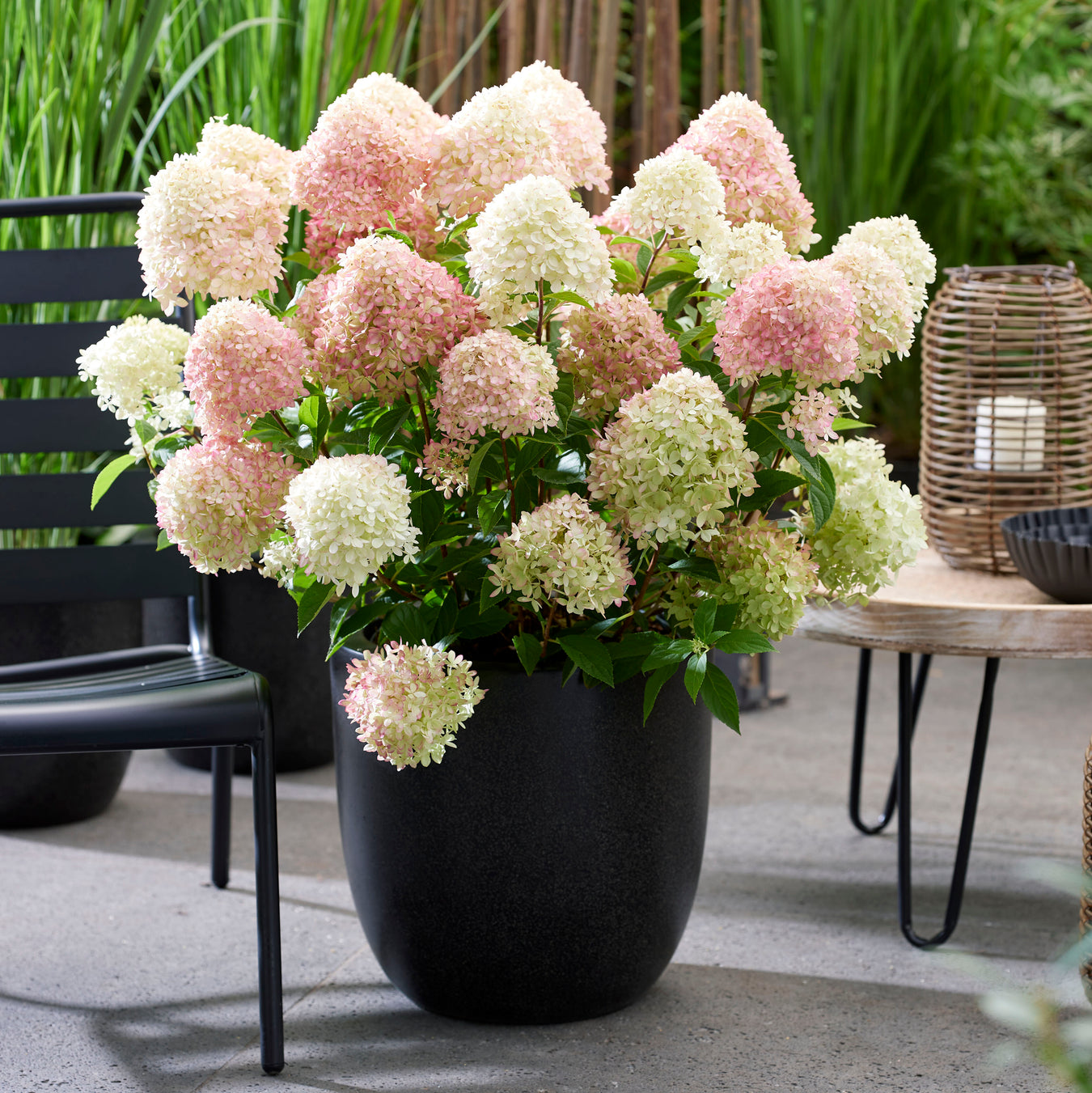 Gardeners Favorites