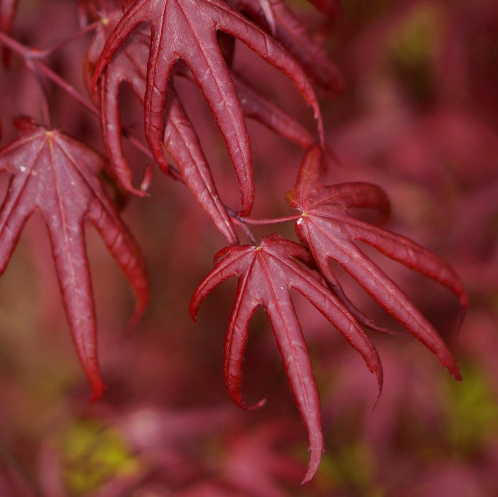 Acer Starfish (3 Litre)