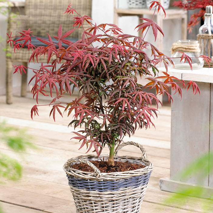 Acer Starfish (3 Litre)