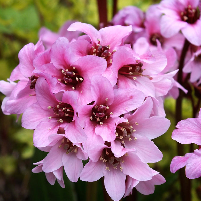 Bergenia Collection  (3 x 9cm)