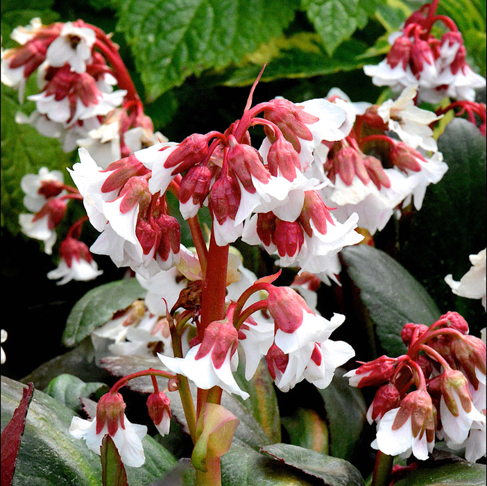 Bergenia Collection  (3 x 9cm)