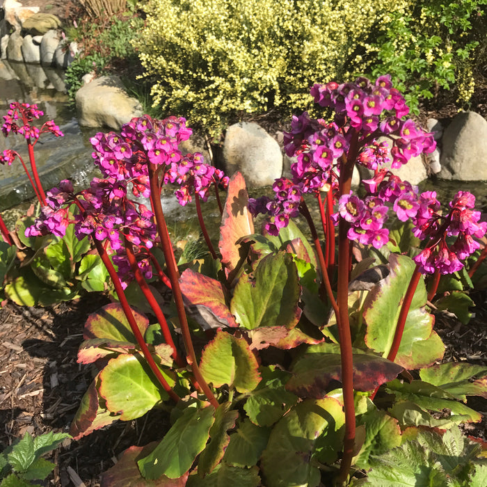 Bergenia Collection  (3 x 9cm)