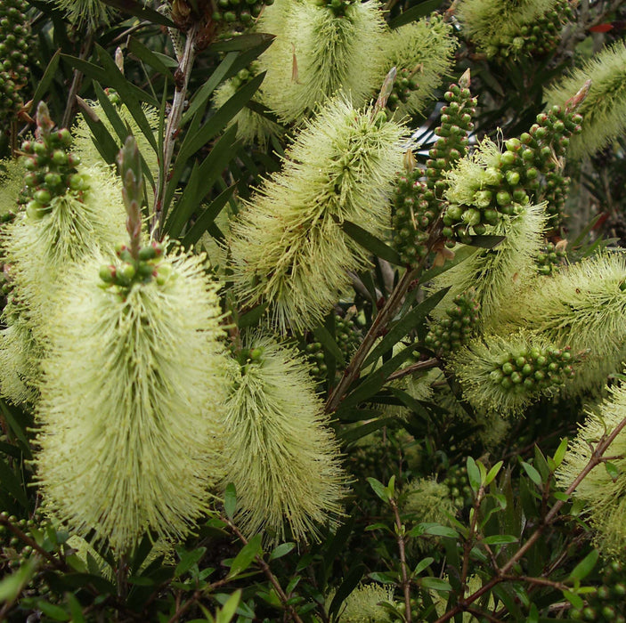 Callistemon Honeypot (3 Litre)