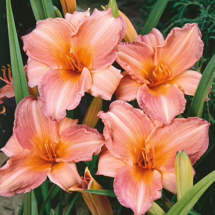 Hemerocallis Collection (3 x Bare Roots)