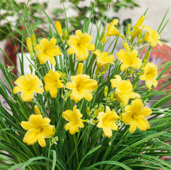 Hemerocallis Collection (3 x Bare Roots)