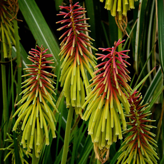 Kniphofia Rasta (3 x 9cm) Dispatches 21 April 2025