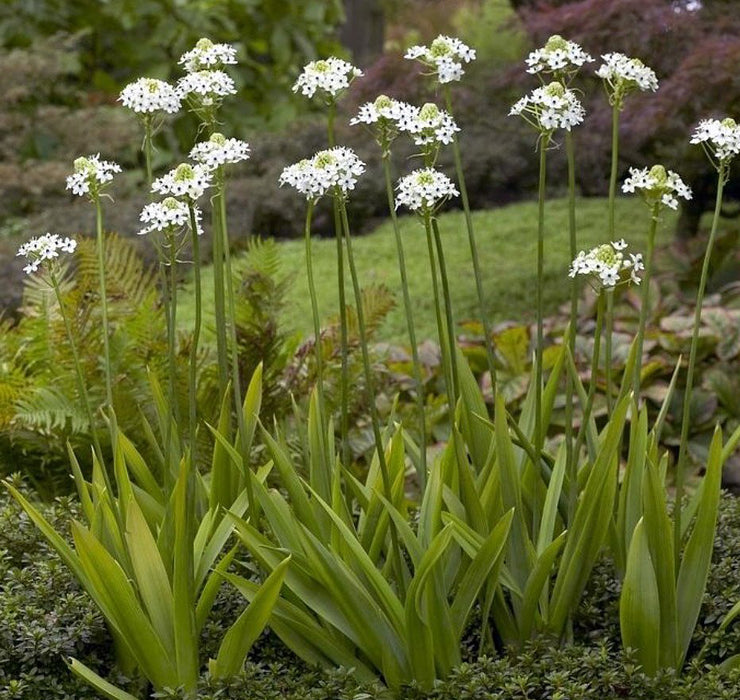 Ornithogalum Saundersiae 3 x 20+ bulbs