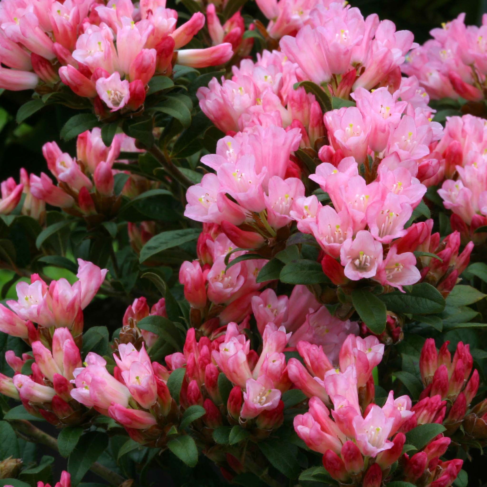 Rhododendron Razorbill (3 Litre) — Plants2Gardens