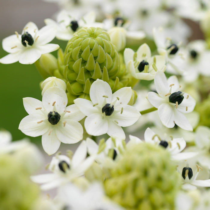 Ornithogalum Saundersiae 3 x 20+ bulbs