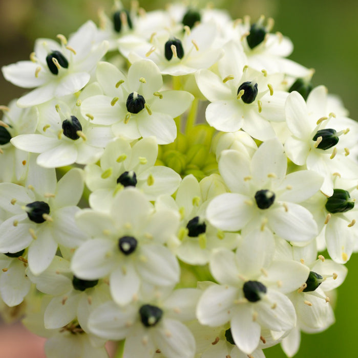 Ornithogalum Saundersiae 3 x 20+ bulbs