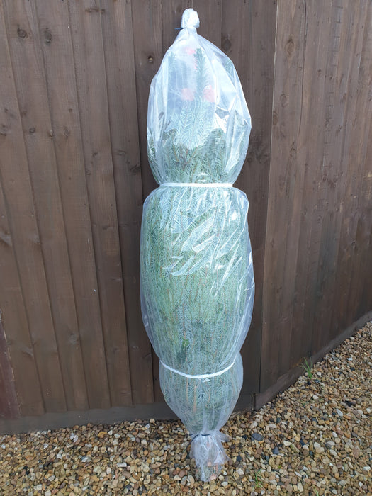 Nordmann Cut Christmas Tree Non Needle Drop - Plants2Gardens