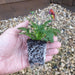 Viola Mixed Colour 20 Plant Pack - Plants2Gardens