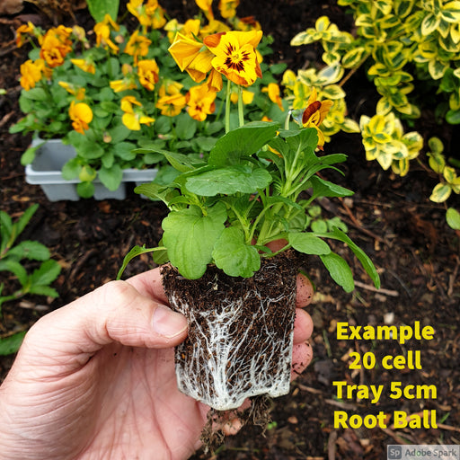 Petunia Express Forest Berry 20 Plant Pack - Plants2Gardens