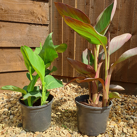 Canna and Square planter - Plants2Gardens