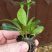 Clematis Montana Mayleen - Plants2Gardens