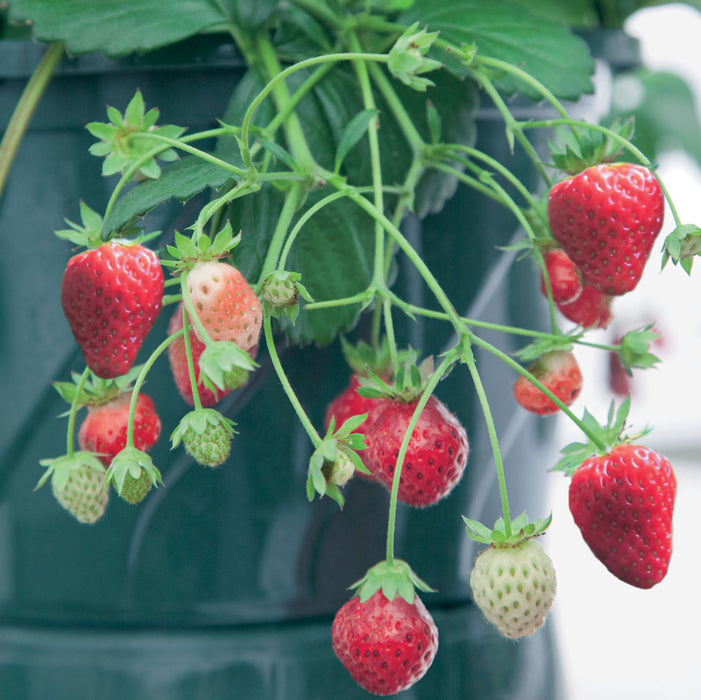 Strawberry Hanging Basket 20cm with Strawberry Albion