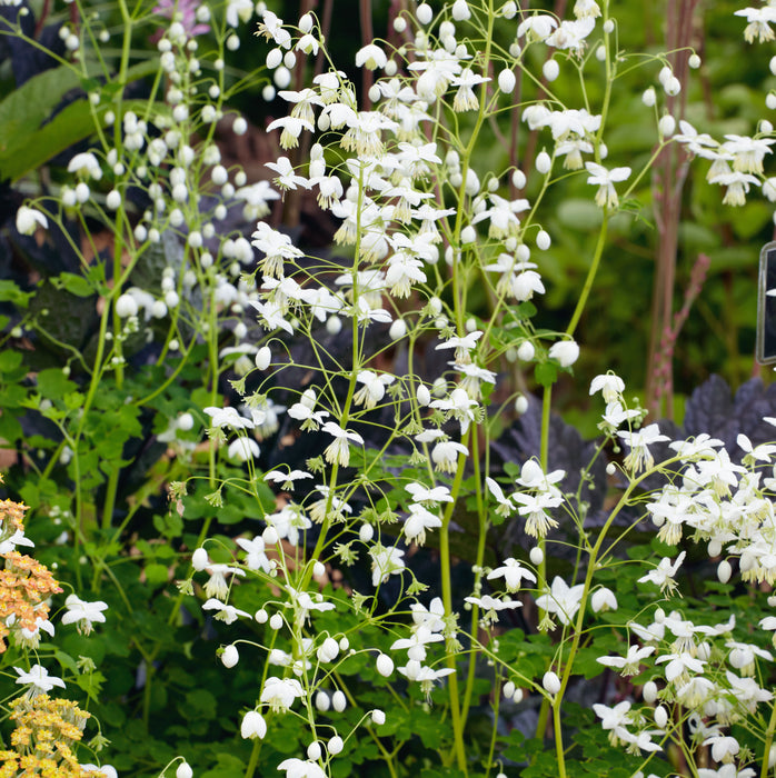 Thalictrum Collection 3 x 9cm - Plants2Gardens