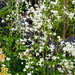 Thalictrum Collection 3 x 9cm - Plants2Gardens