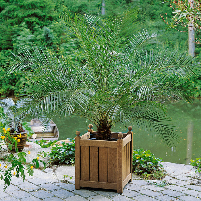 phoenix palm plant Buy Phoenix canariensis Palm Online For Only £20 — Plants2Gardens