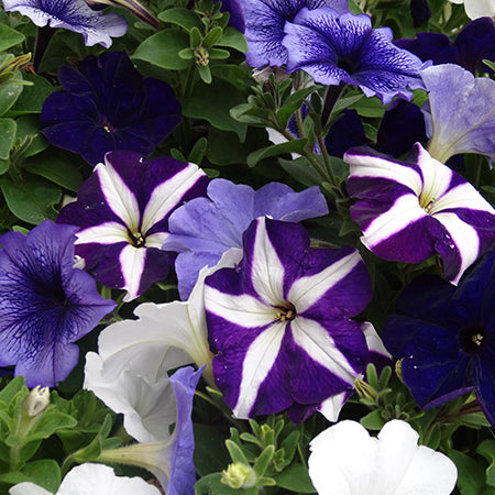 Petunia Blue Fountains 20 Plant Pack - Plants2Gardens