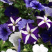 Petunia Blue Fountains 20 Plant Pack - Plants2Gardens
