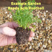 Zaluzianskya ovata Star Balsam - Despatch From WC 7th March - Plants2Gardens