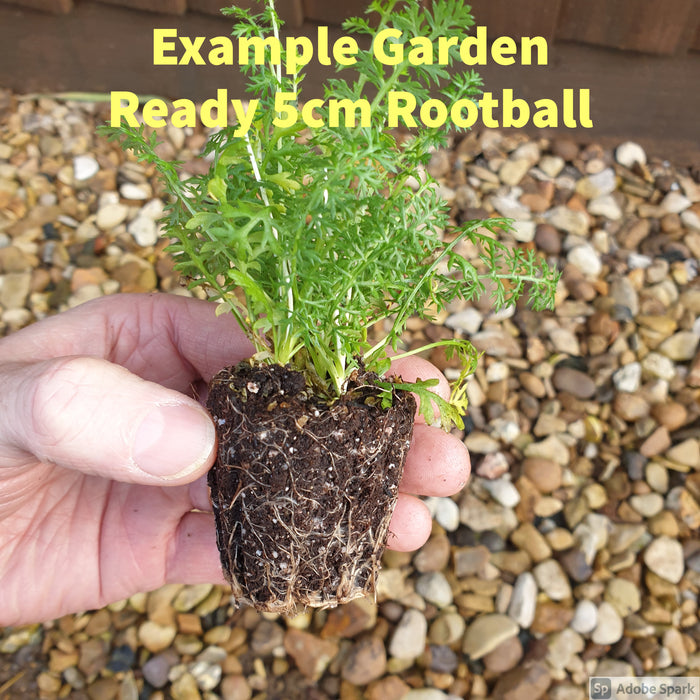 Geum 3 Plant Colour Collection - Dispatches from 20th March - Plants2Gardens