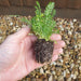 Cottage Garden Perennial Mix 12 Plant Pack - Plants2Gardens