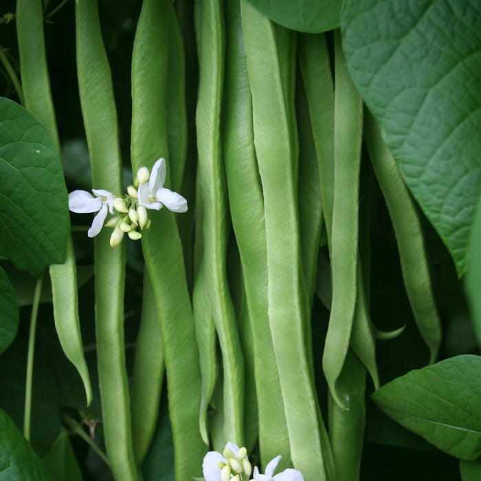 Runner Bean Medley 18 Plant Pack - Plants2Gardens