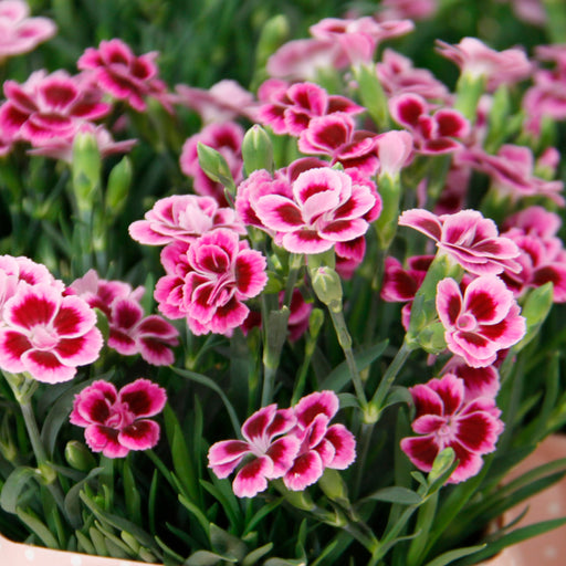 Dianthus Pink Kisses 3 Plant Pack - Plants2Gardens