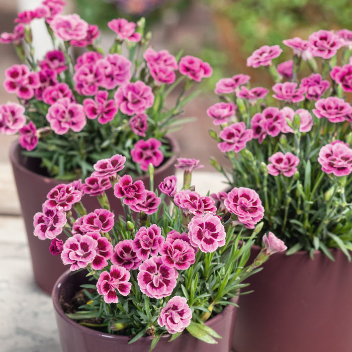 Pink Passion with Planter Bundle