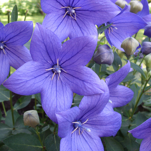 Platycodon Collection 3 x 10.5cm - Dispatches from 22nd May - Plants2Gardens