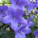 Platycodon Collection 3 x 10.5cm - Dispatches from 22nd May - Plants2Gardens