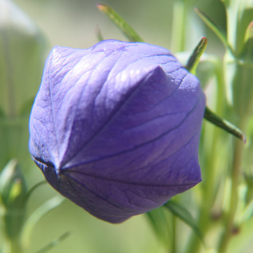 Platycodon Collection 3 x 10.5cm - Dispatches from 22nd May - Plants2Gardens