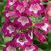 Penstemon Phoenix 5 Plant Collection - Plants2Gardens
