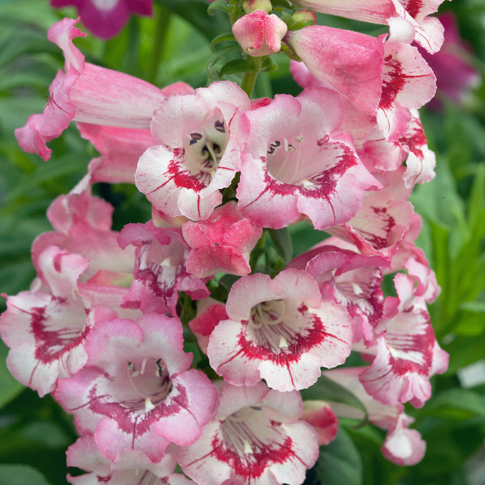Penstemon Phoenix 5 Plant Collection - Plants2Gardens