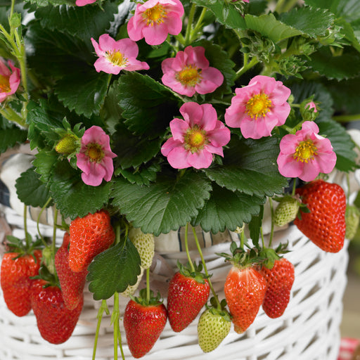 Colourful Strawberry Collection 5 x 9cm - Plants2Gardens