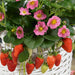 Colourful Strawberry Collection 5 x 9cm - Plants2Gardens