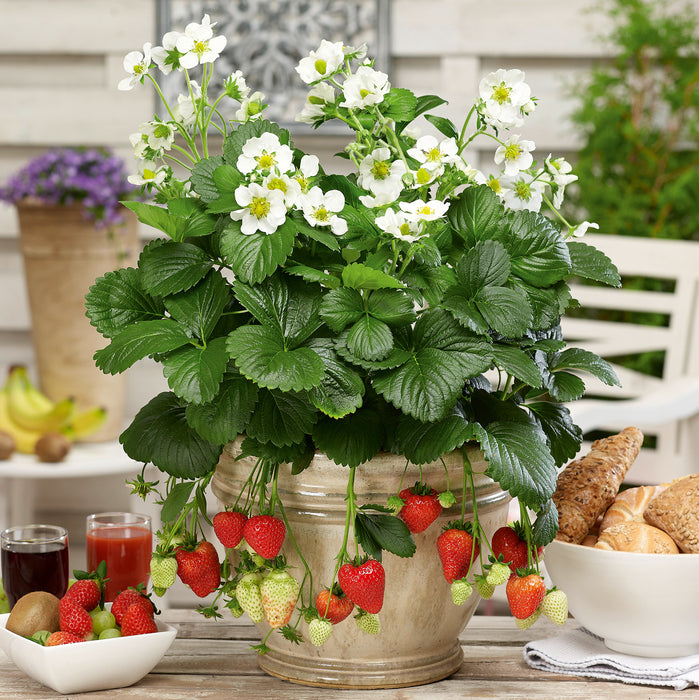 Colourful Strawberry Collection 5 x 9cm - Plants2Gardens