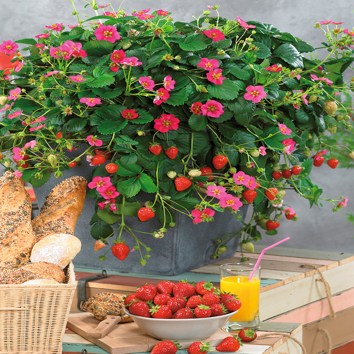 Colourful Strawberry Collection 5 x 9cm - Plants2Gardens