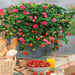 Colourful Strawberry Collection 5 x 9cm - Plants2Gardens