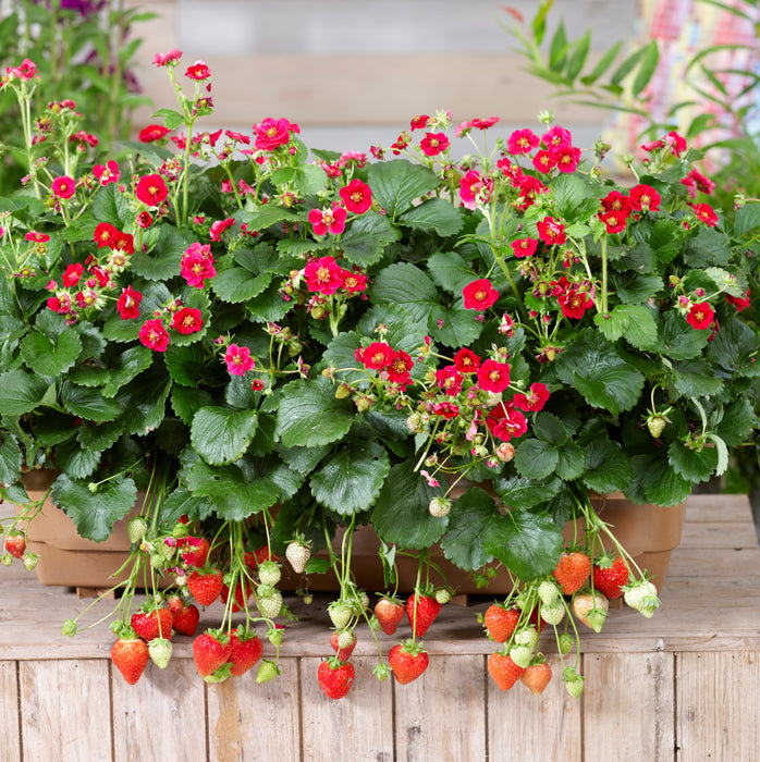 Colourful Strawberry Collection 5 x 9cm - Plants2Gardens
