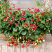 Colourful Strawberry Collection 5 x 9cm - Plants2Gardens