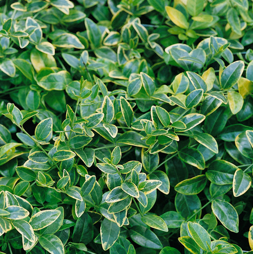 Vinca Collection 3 x 2ltr - Plants2Gardens