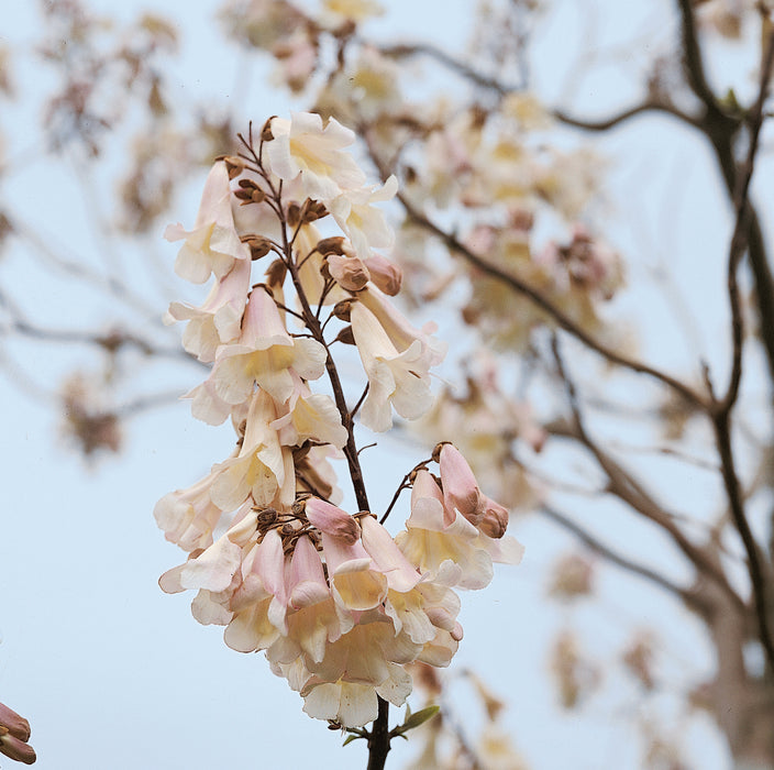 Paulownia Tomentosa - Plants2Gardens