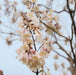 Paulownia Tomentosa - Plants2Gardens