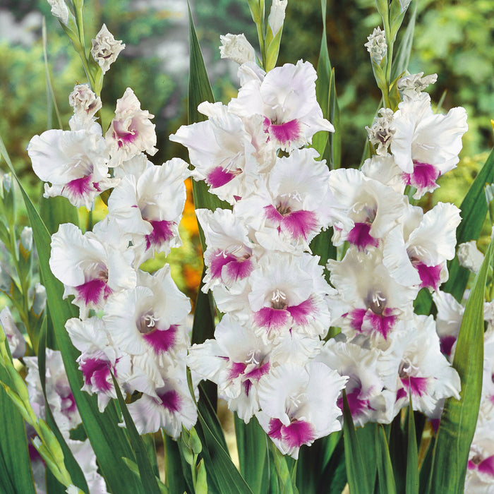 Summer Flowering Bulb Bundle - Save 65%